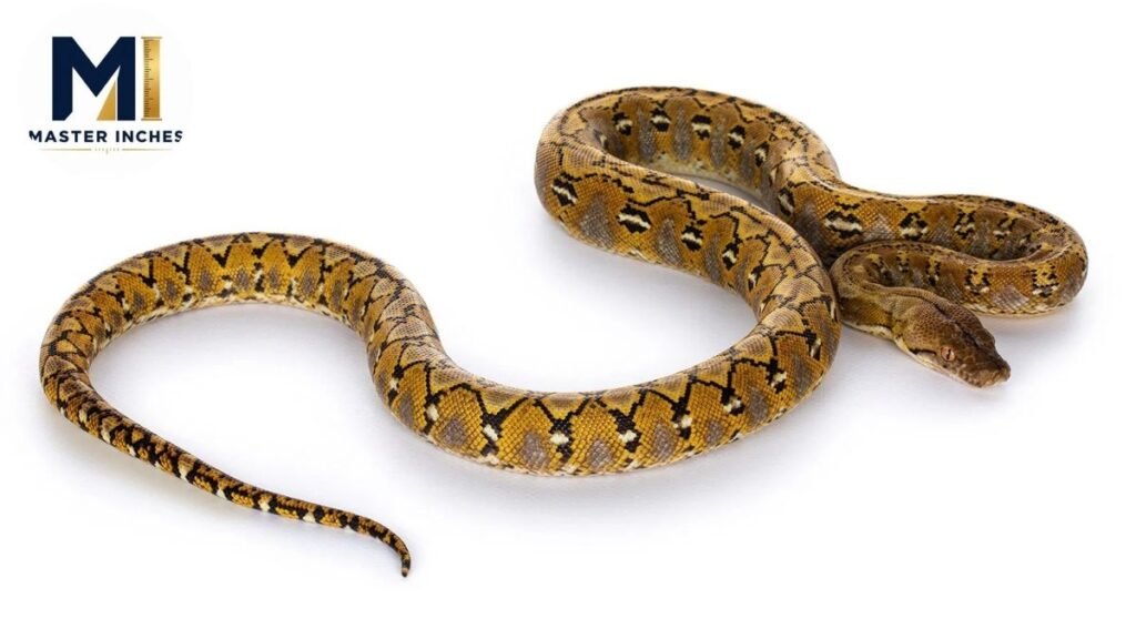 An Average Python