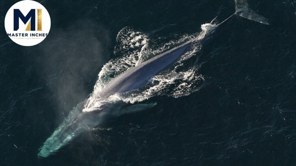 Blue Whale