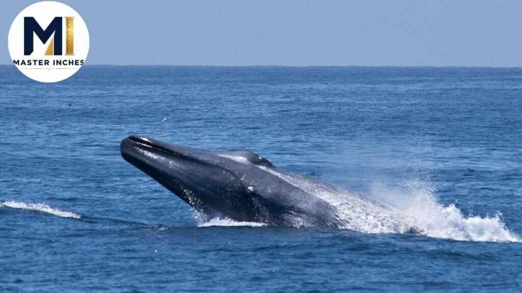 Blue Whale Length