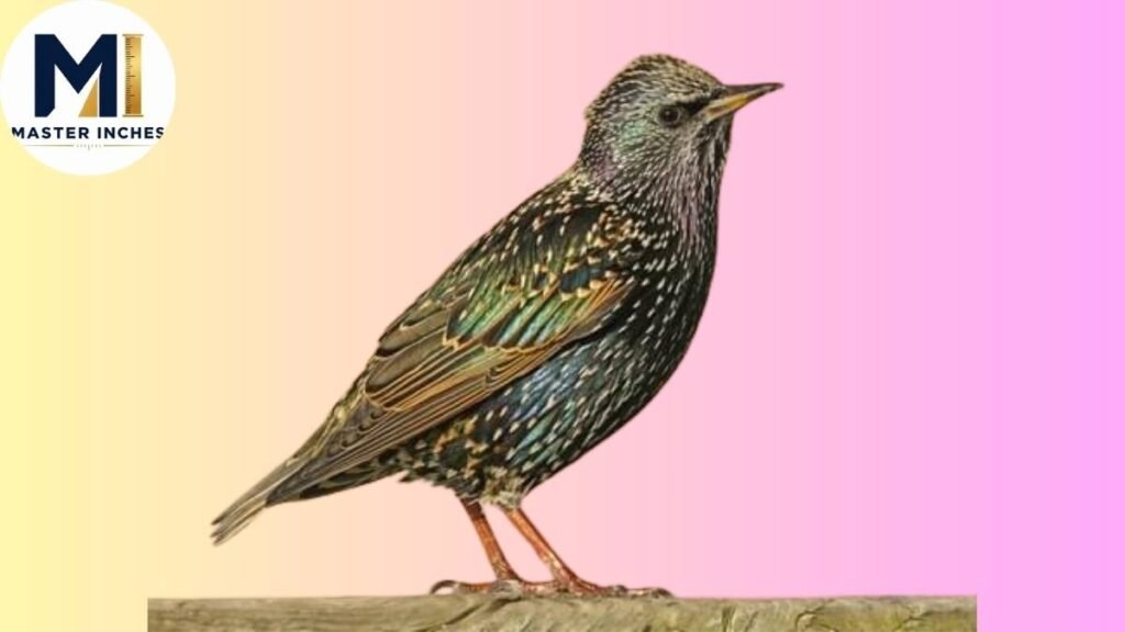 European Starling