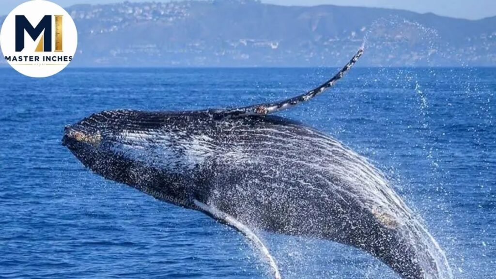 Humpback Whale 50 feet