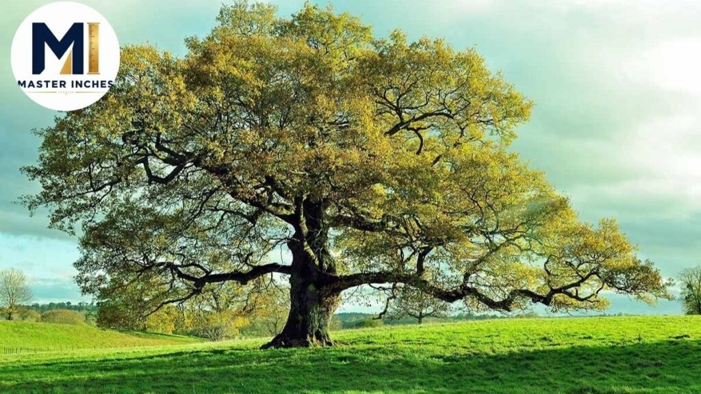 Large Oak Tree