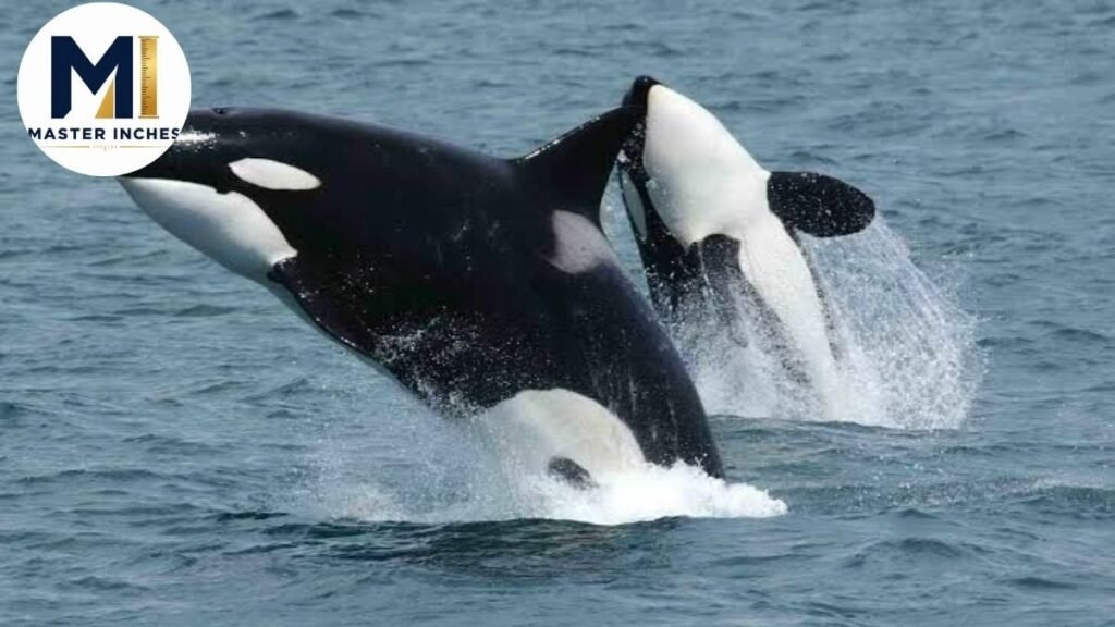 Small whale