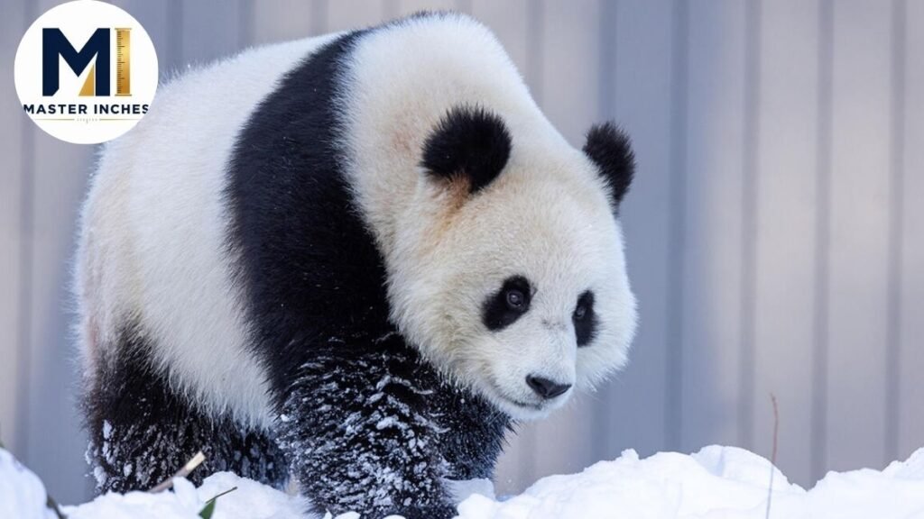 100 kg Panda Bear