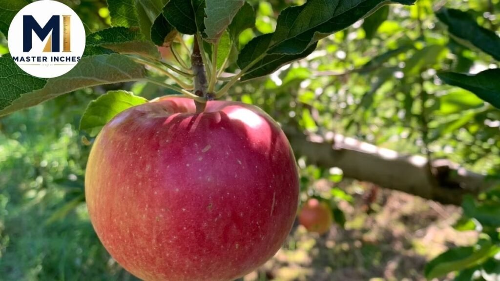 A Medium-Sized Apple Weight