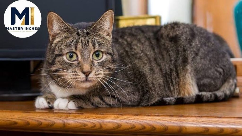 Adult Cat weight