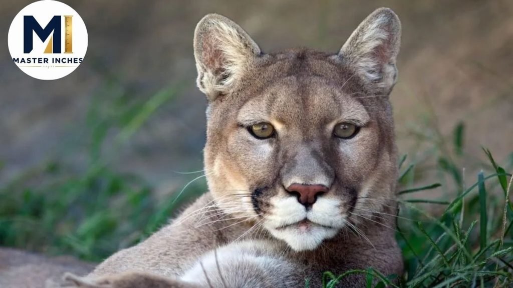 Cougars weight