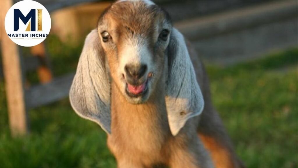 Goat Weight