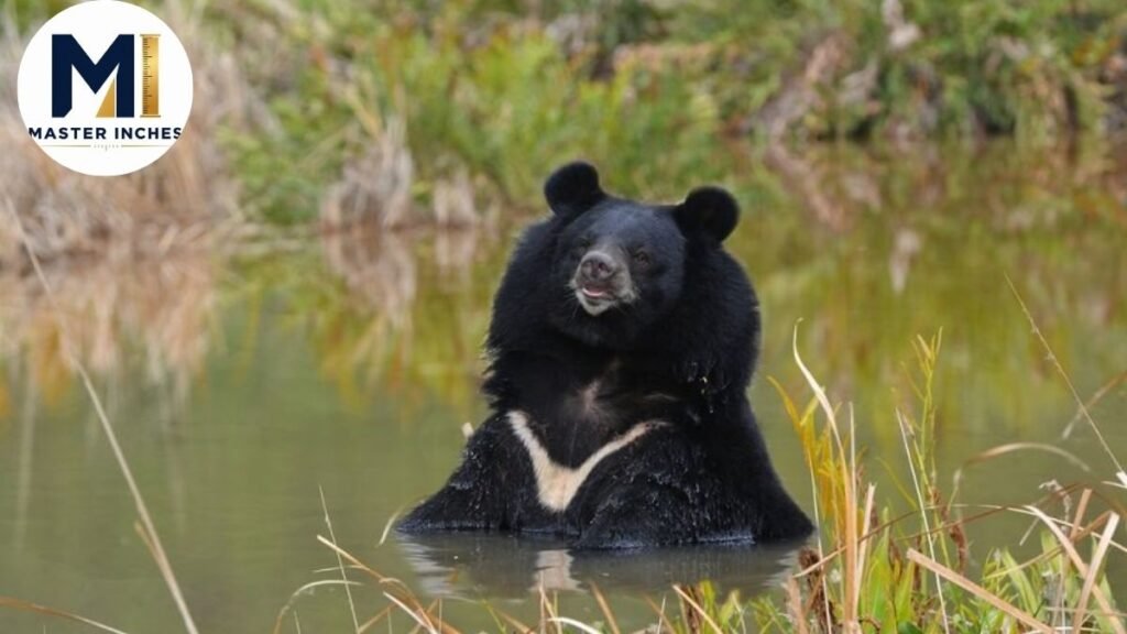 Moon Bears