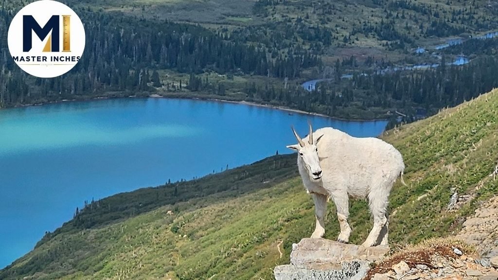 Mountain Goats 70 kg