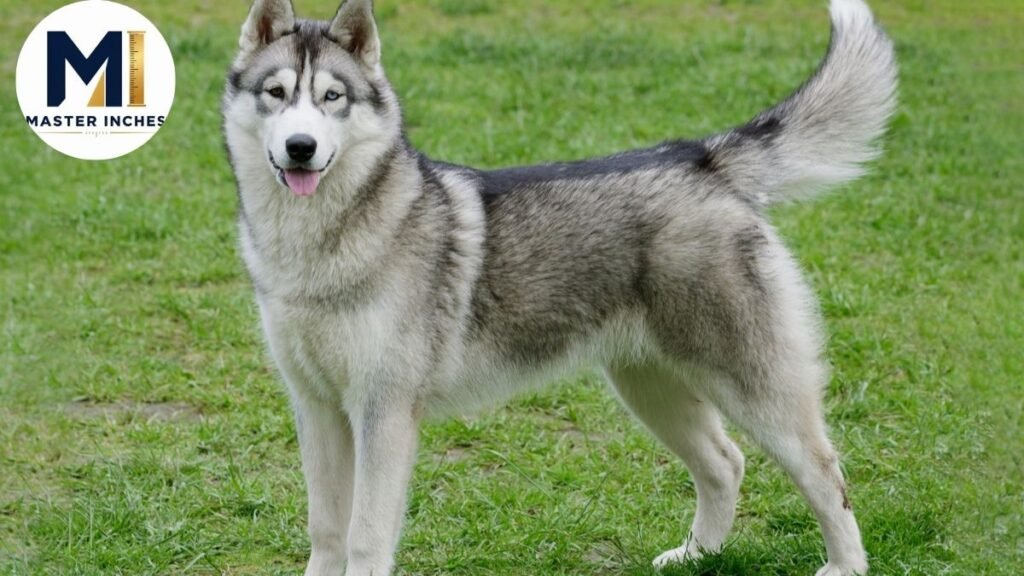 Siberian Husky weight