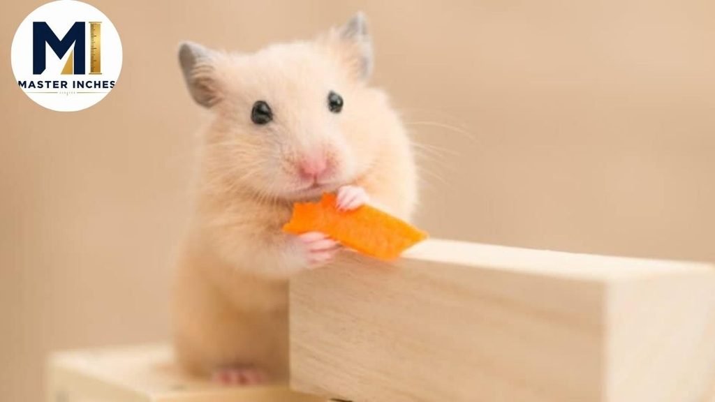Syrian Hamster weight